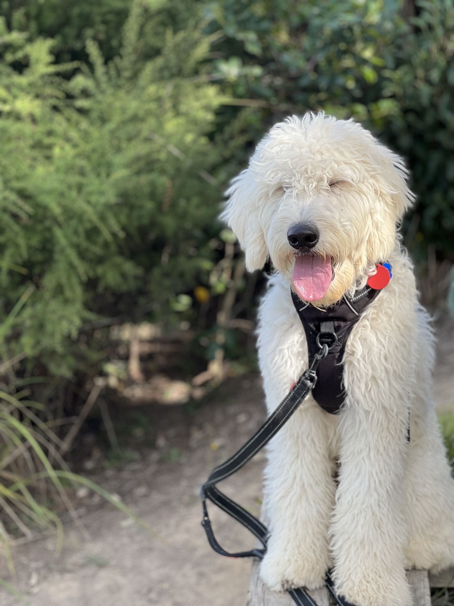 Obi after a hilly section.