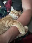 [OC] Was scratching his tummy when he decided to hug my arm and fall asleep 😴