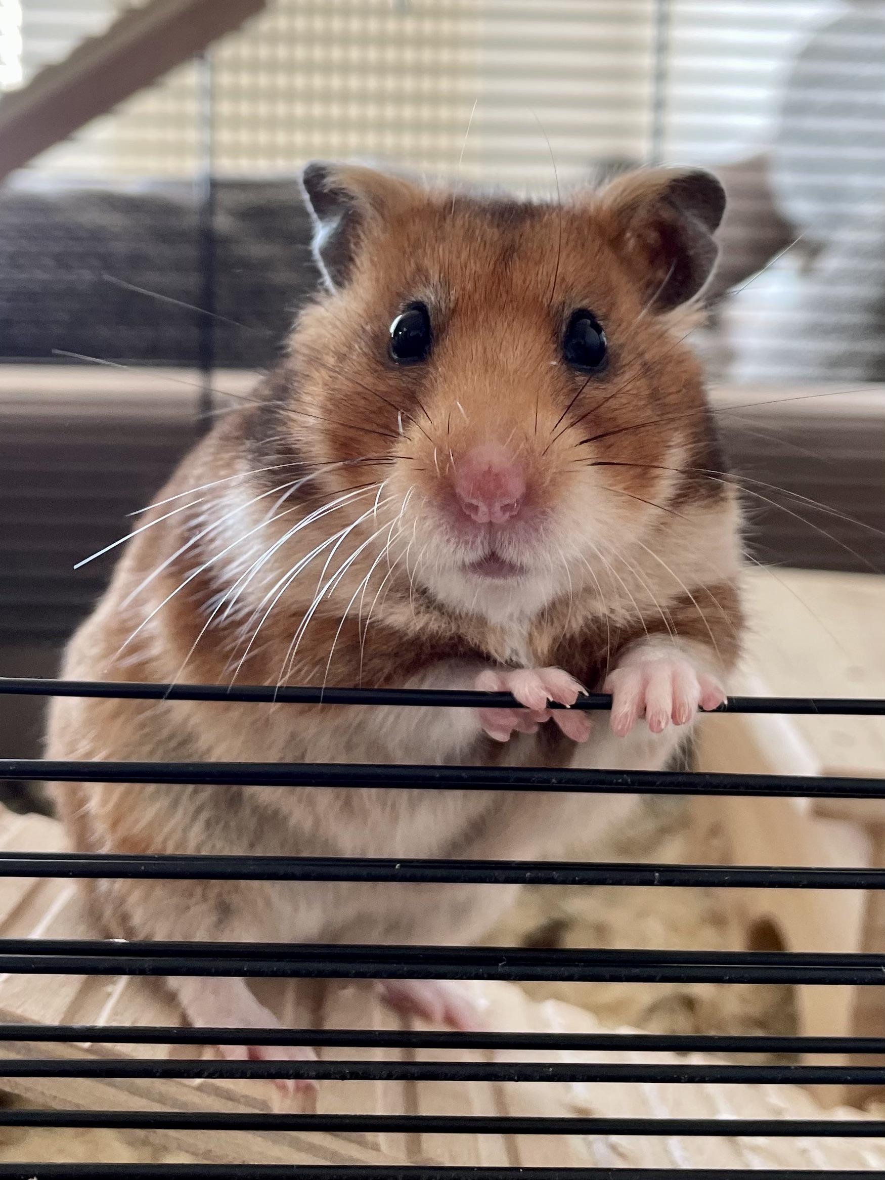 Let me introduce you to my hamster Pepper 🐹🥹. She has the cutest puppy eyes ever. ❤️ (OC)