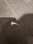Found some toilet paper in the shape of a hammerhead shark