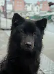 Most beautiful dog ever?