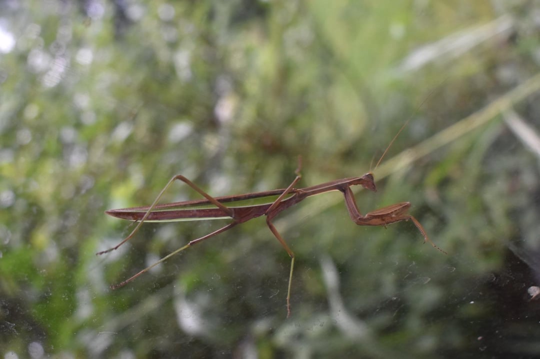 mantis