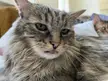 My sisters cat has a constant mlem face (OC)