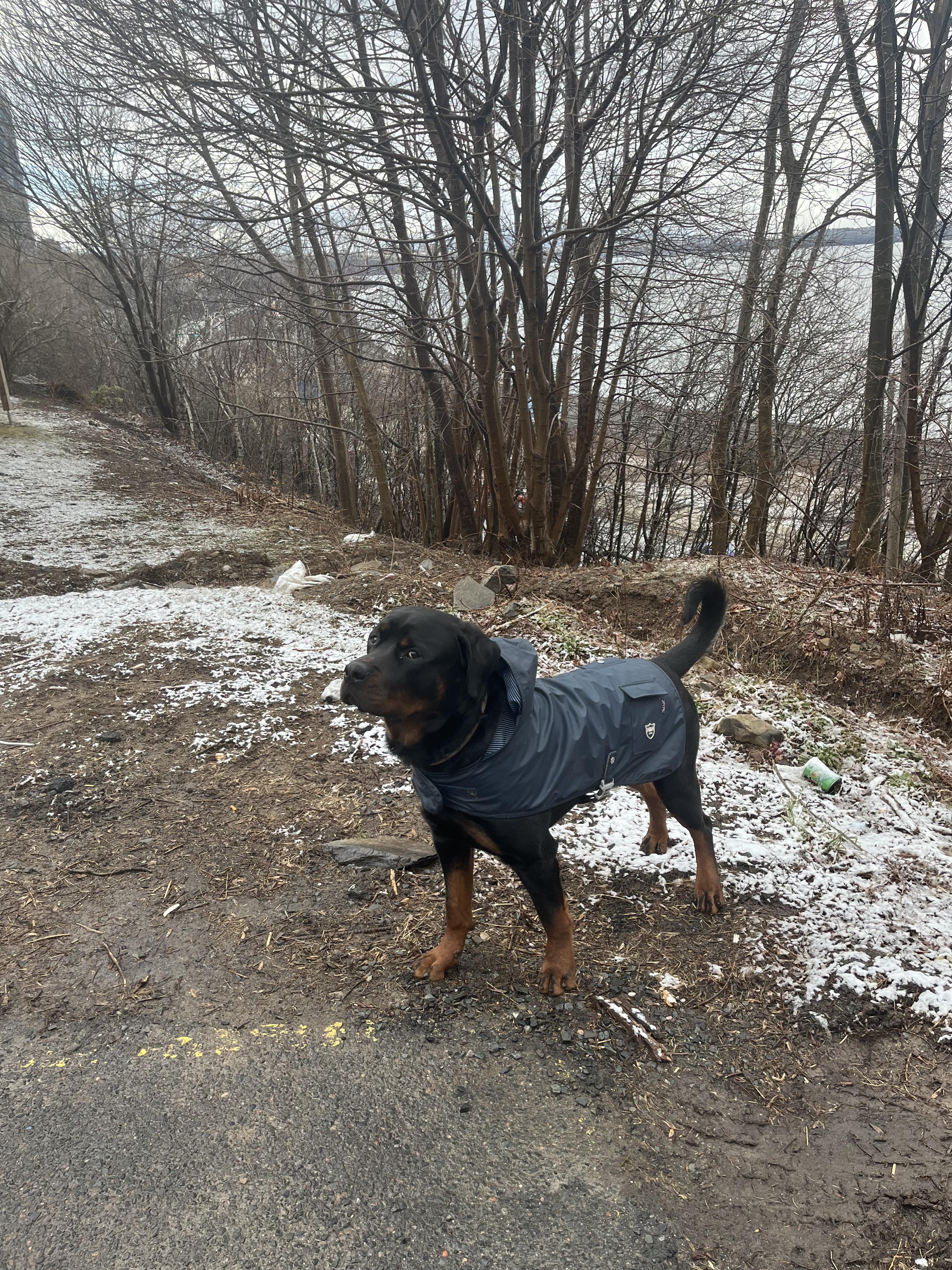 Rotpei Rottie with a tail !!!! | Scrolller