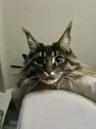 When should I switch my Maine coon to adult food? She’s 14lbs, just hit her first birthday. Still eating kitten food.