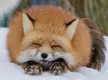 Red fox