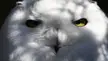 Snowy owl