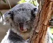My face when someone unironically posts the Koala Copypasta