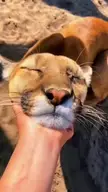 Booping some kittens 🥰