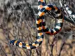 Spotted Harlequin Snake (Homoroselaps lacteus) from South Africa. Venomous.
