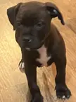 What kind of dog is this?