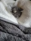 HoOmaN SavAgeLy cUtS oFF KiTty'S HeaD &amp; dIspLayS iT oN BlaNKeT