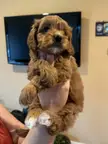What dog is this? My brother said it's a bichon is this true
