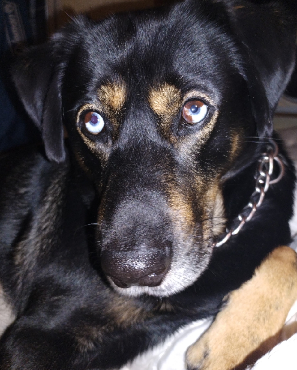 My Rottsky 🥰 | Scrolller
