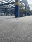 Shihtzu