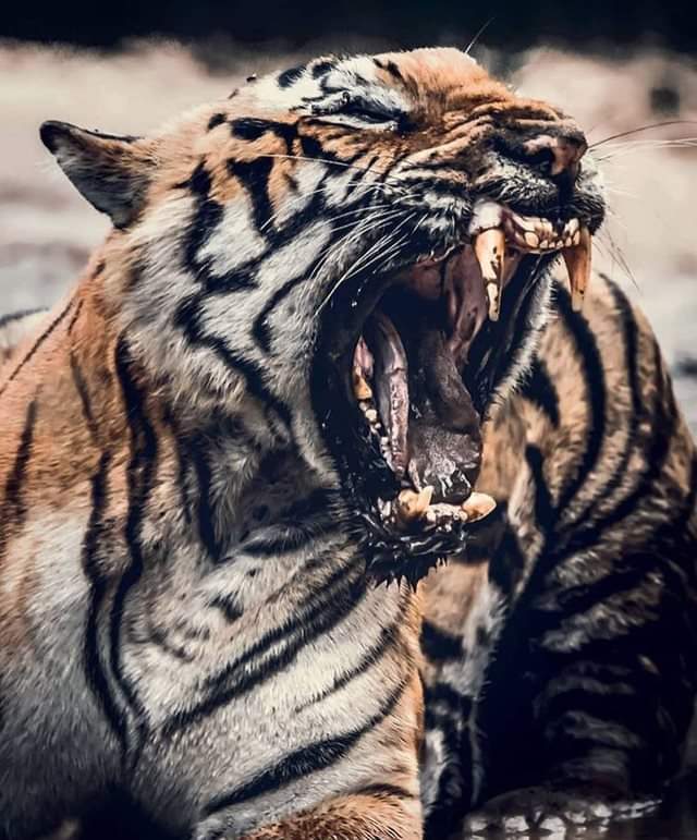 At 1050 pounds per square inch, the bite force of a tiger is almost twice as strong as a lion.