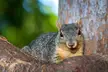 Scruffy Mother Squirrel is an empty nester