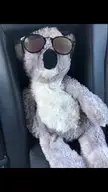🐨 (old.reddit.com)