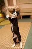 Let's dance!