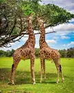 giraffes
