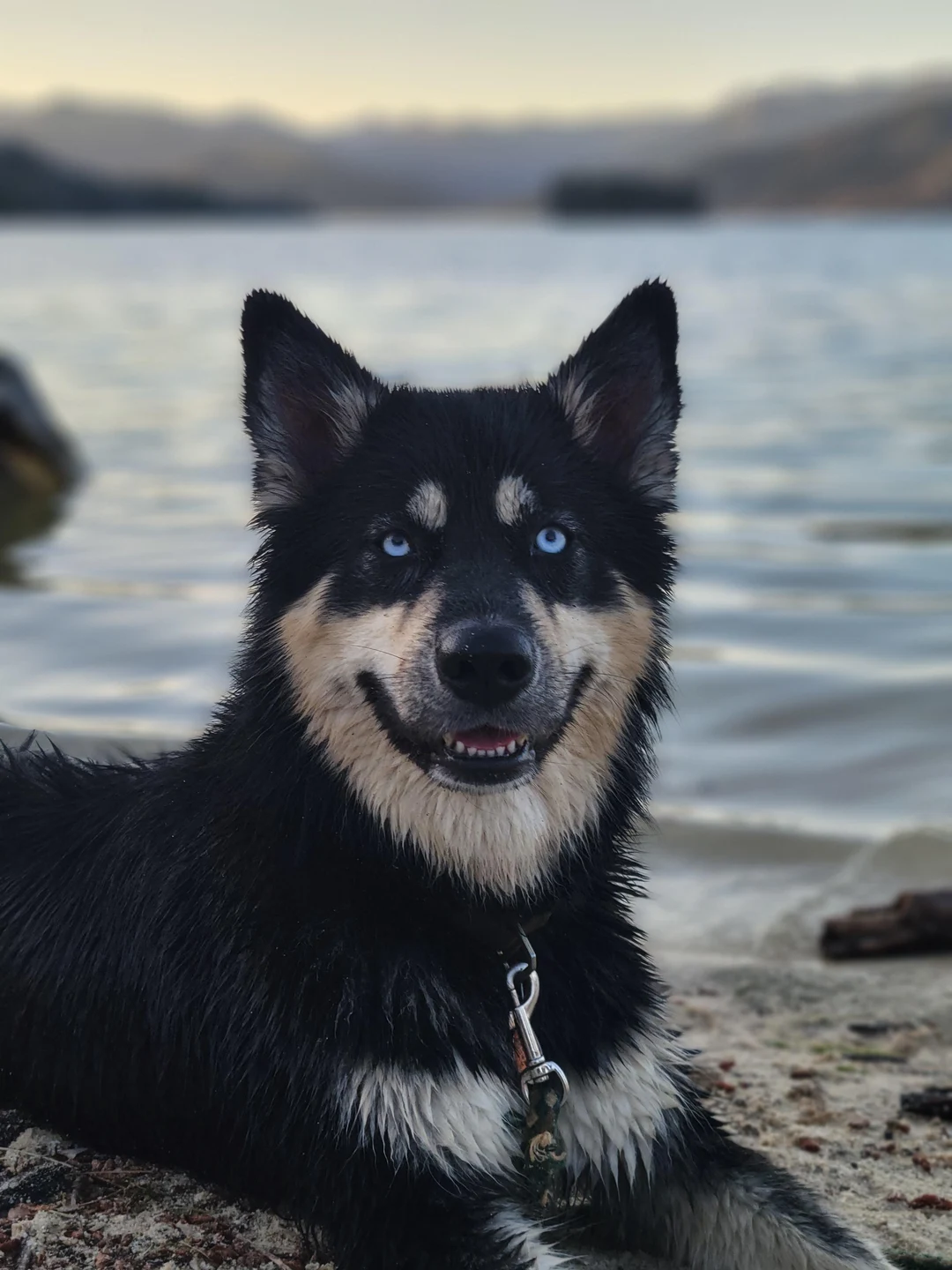 My Shepsky enjoying first lake day of the year. | Scrolller