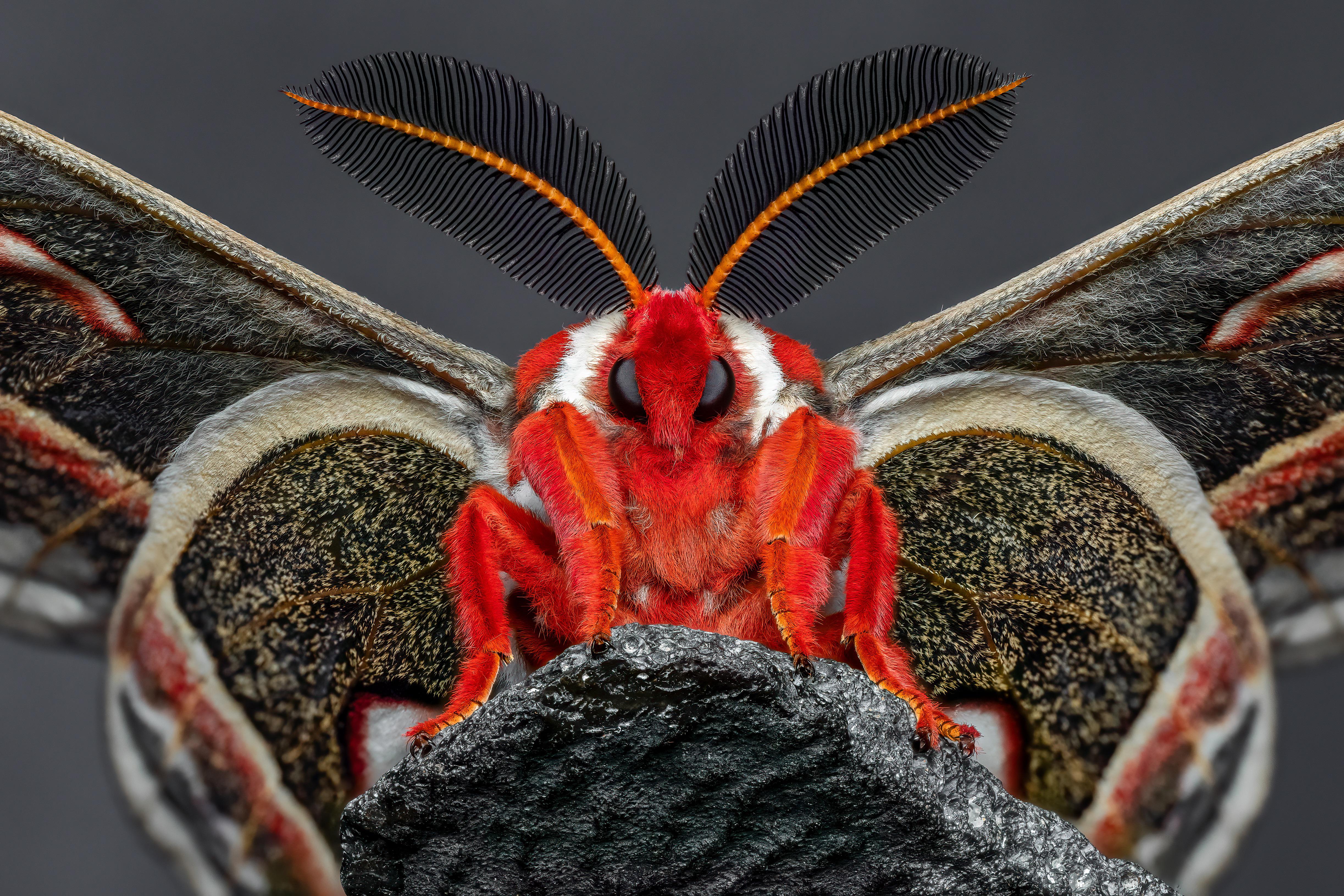 Male cecropia moth (31-frame stack)