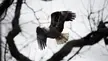 Bald Eagle chasing its mate.