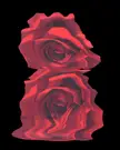Rose Collection - no. 2 Scanography, me, digital art, 2023