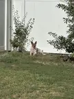 Can’t sunbathe in “grass”. Has to be one dead spot lol.