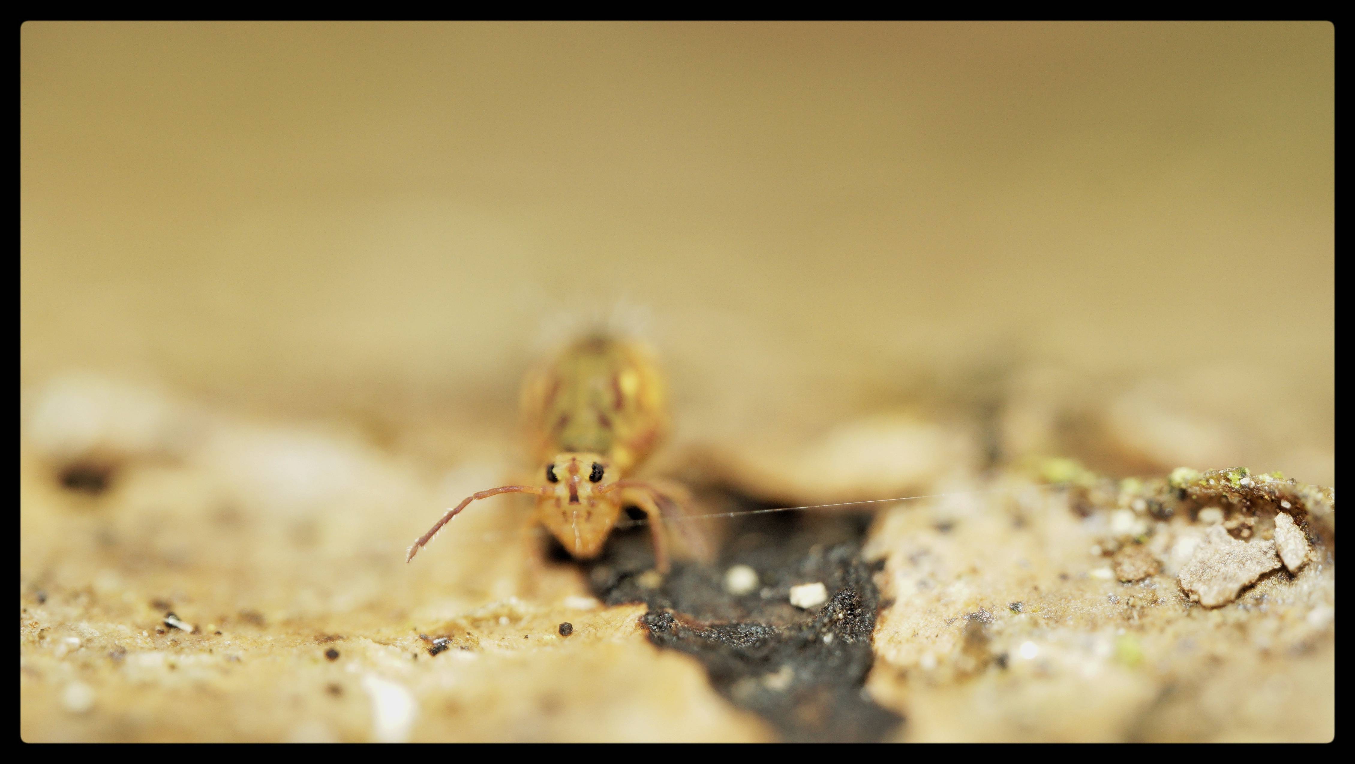 The Journey of the Springtail- Tripwire
