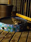 I bought a coon pool... best purchase ever!