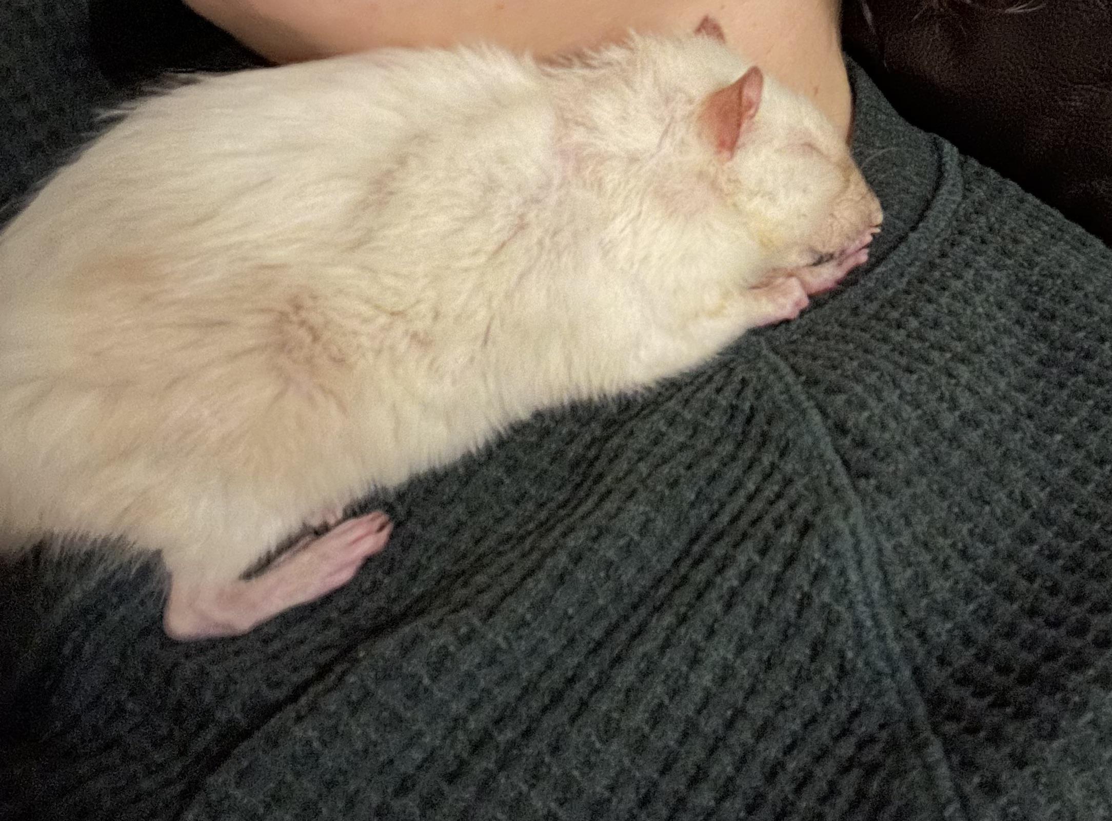 I was gone for a week and when I came back my three year old rat climbed up here immediately 😭