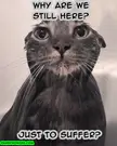 Solid Metal Cat V