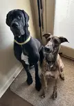 Great Dane vs. Greyhound
