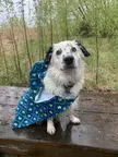 Look at my dog wearing his rubber ducky rain coat this morning