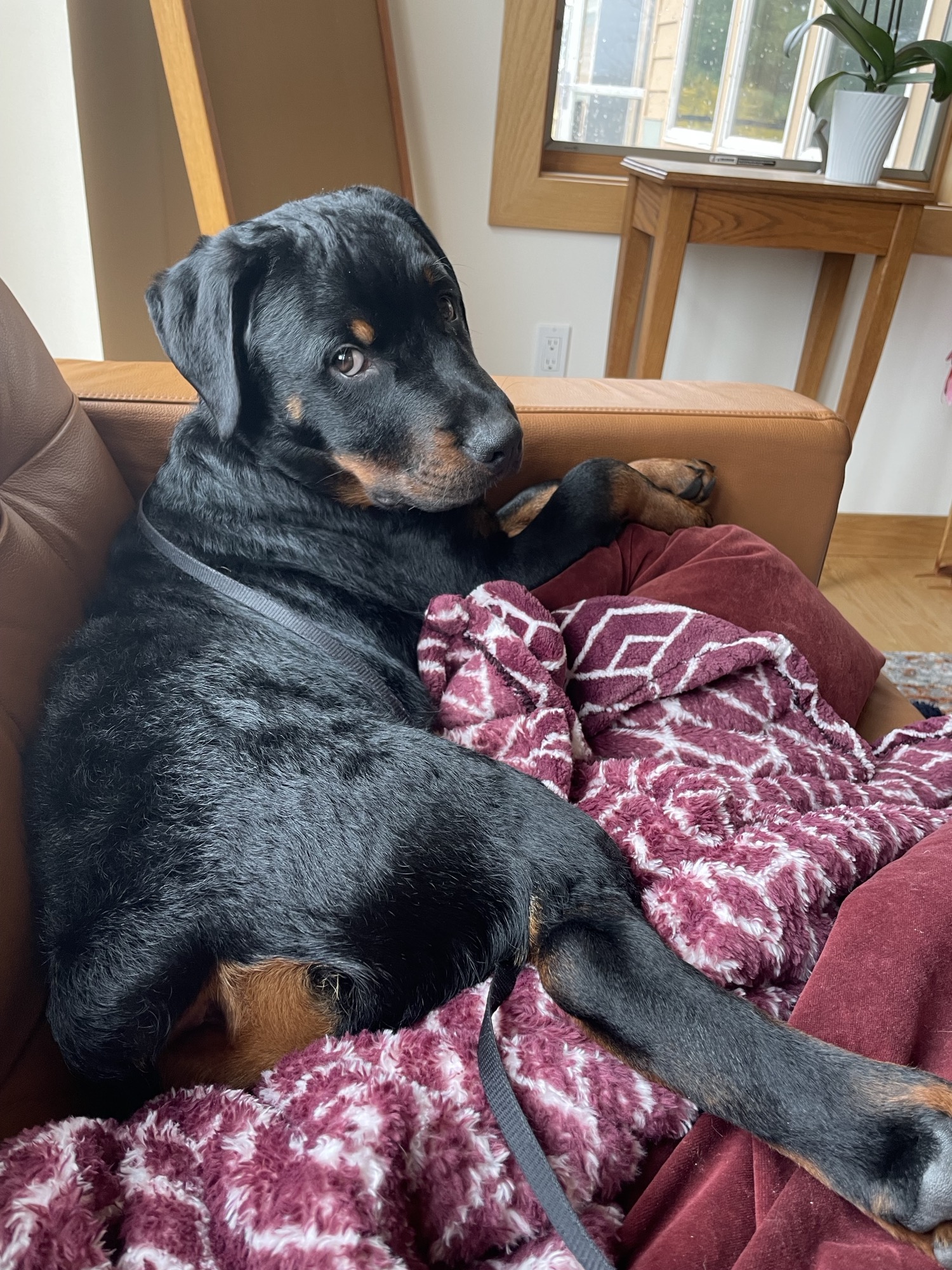 Zuko has had quite enough.