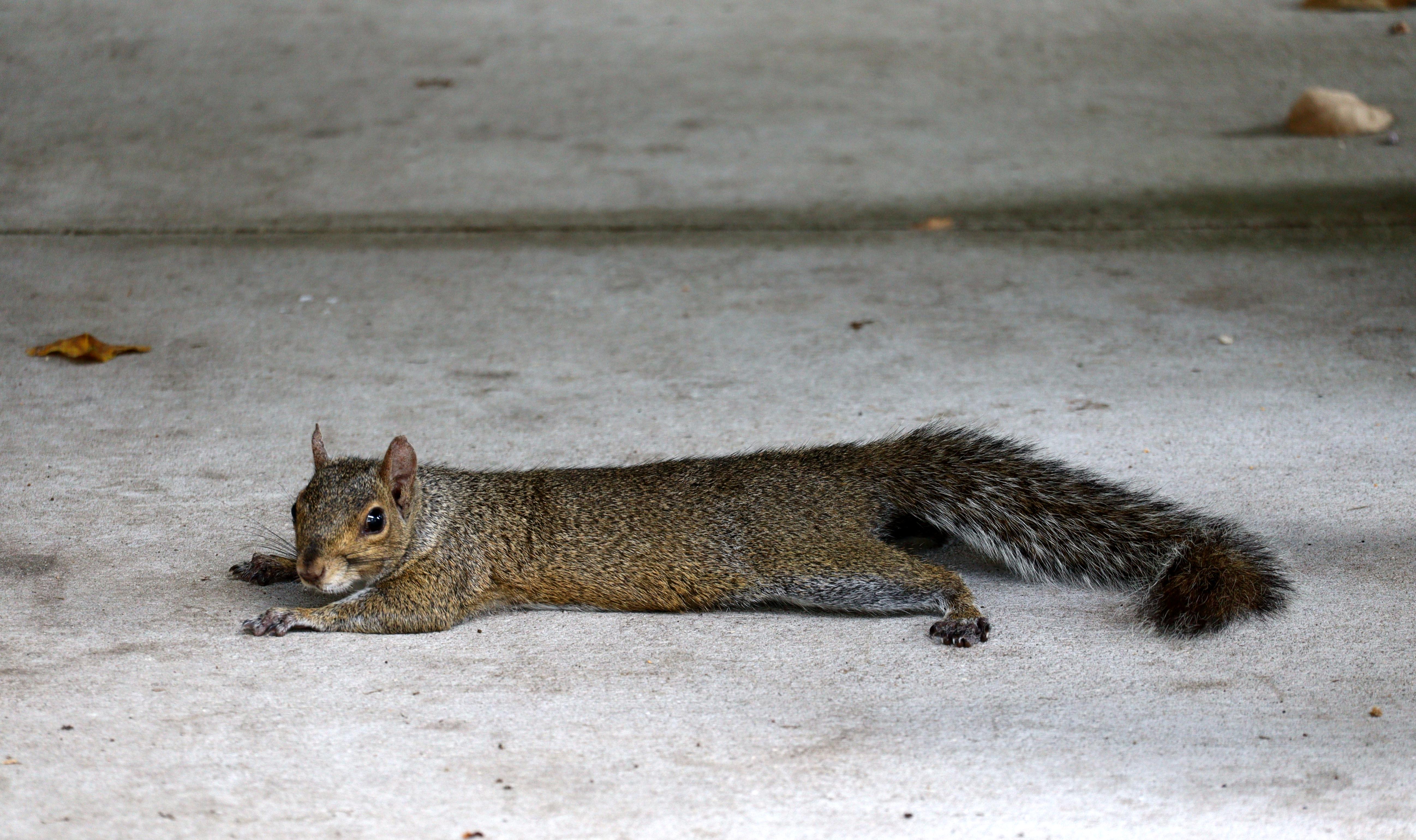 Eastern Grey Squirrel cooling off