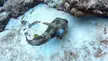 here is a BIG pufferfish. casually chewing on seashells. Came to say hi at the end!