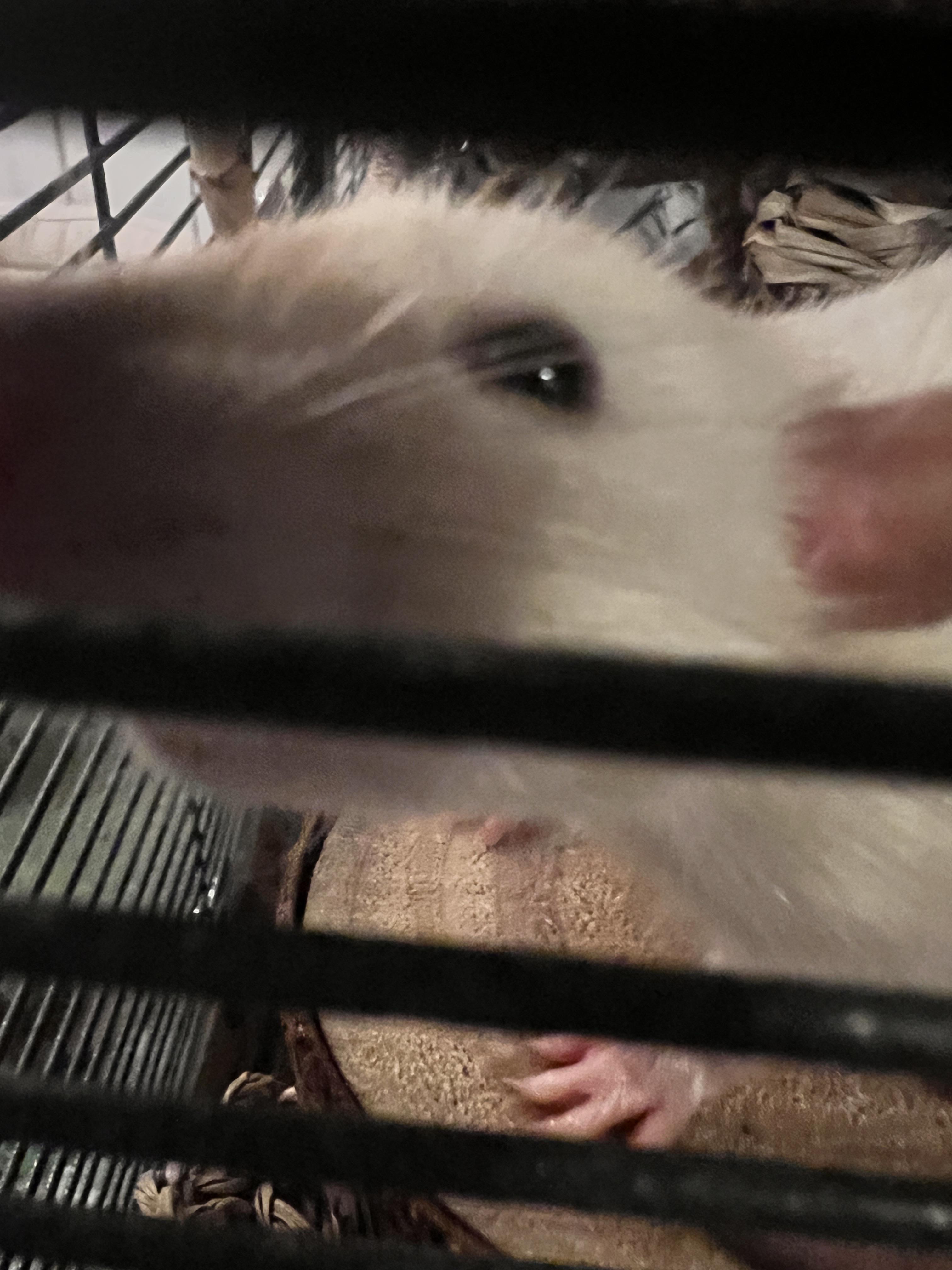 How often should i deep clean and change all the beddings in rats cage?