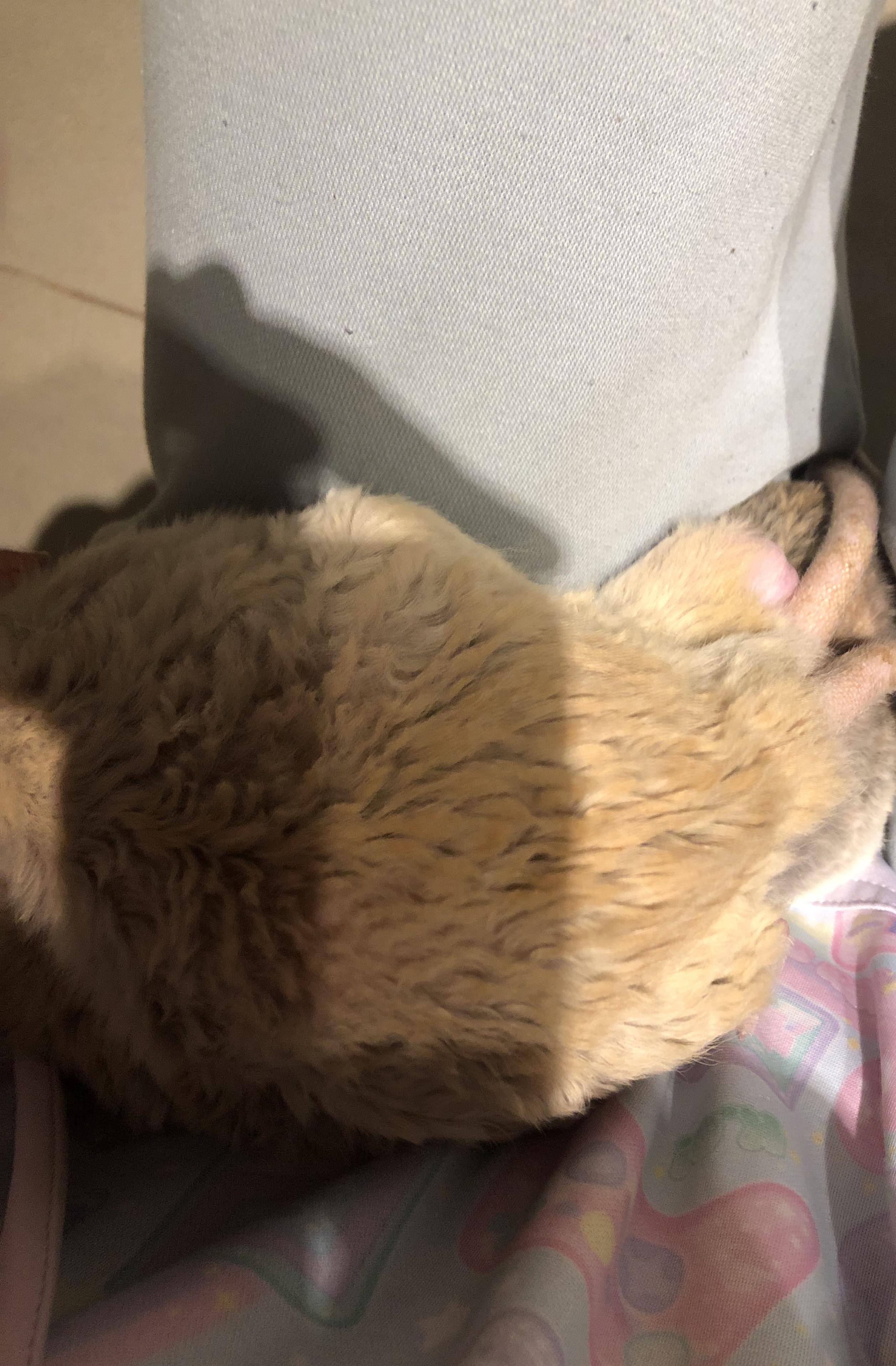 This is three rats, all laying flat directly on top of each other, on my leg. They slept like this for half an hour. How is this comfortable?! 🤣