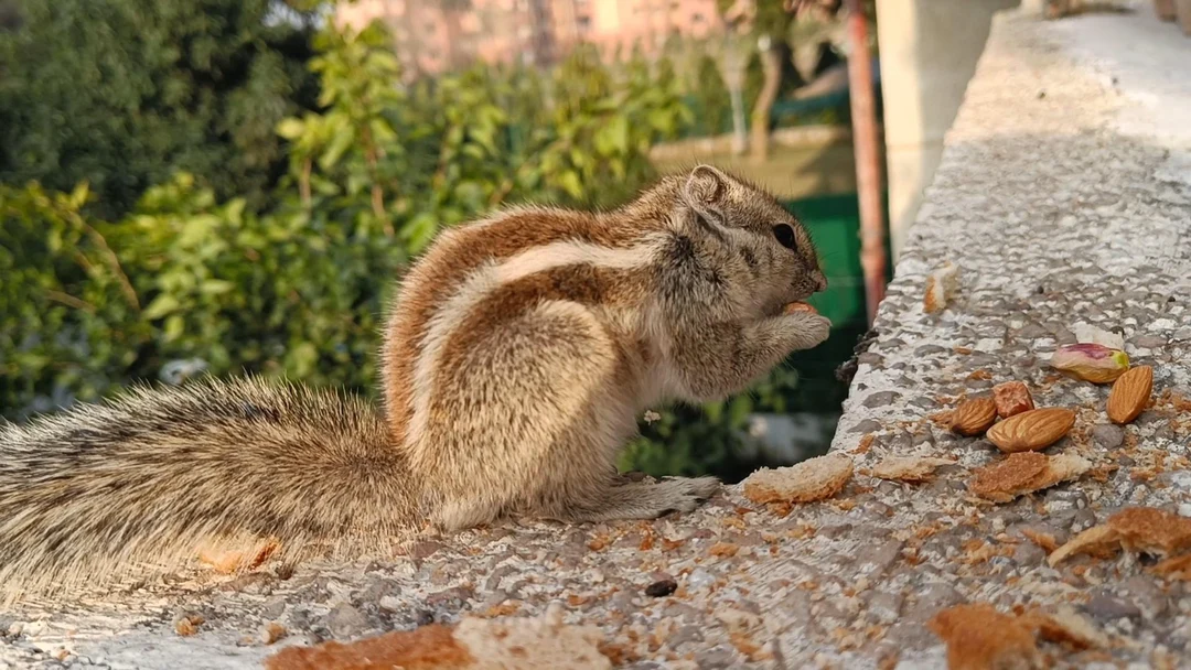 Fluffy Tail Scrolller