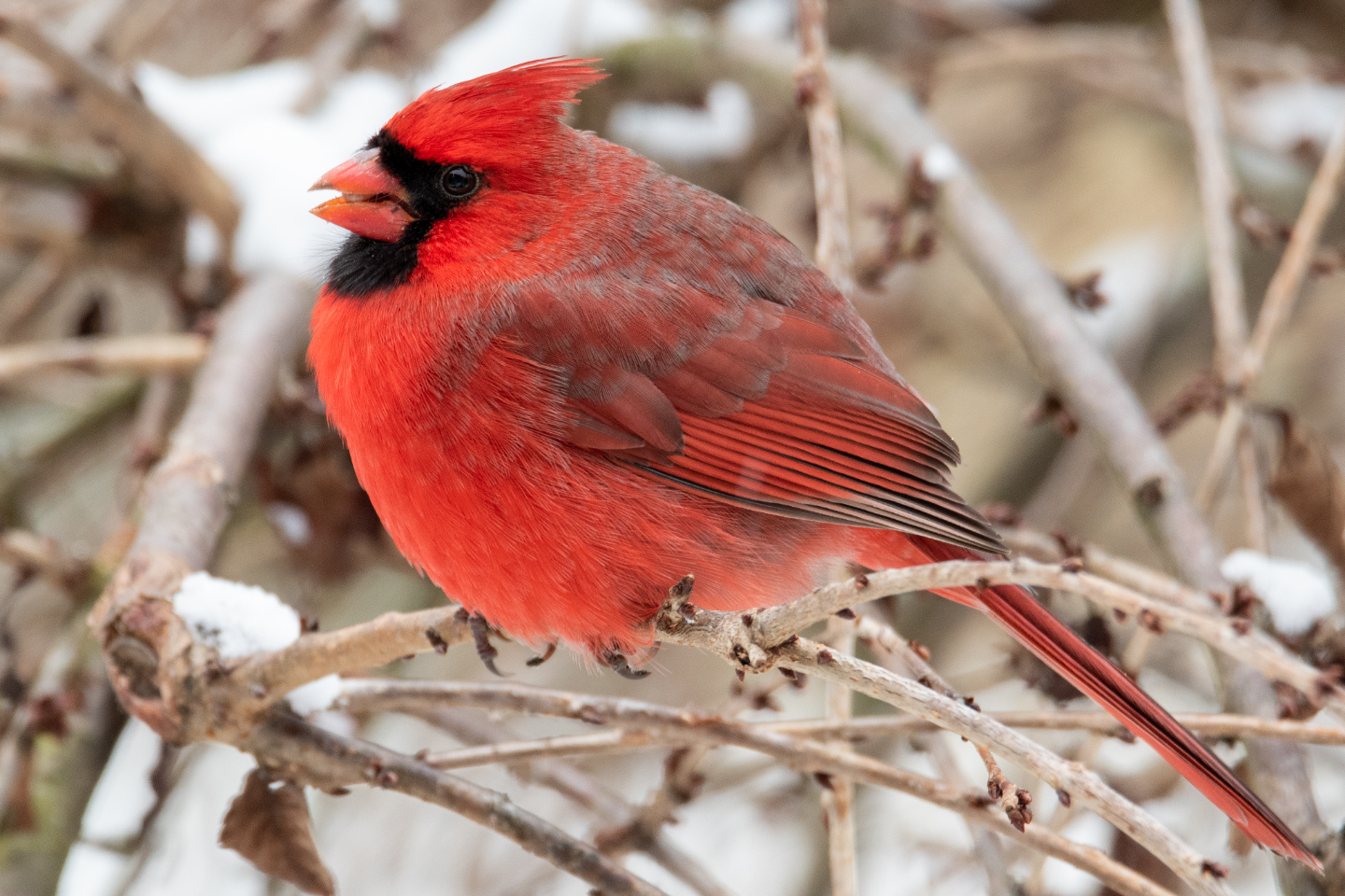 Round Top Fall Cardinal A severely round Northern Cardinal | Scrolller