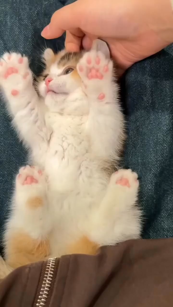 Kitty.