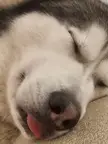 Anybody else's husky sleep with their tongue out when really tired?