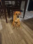 My sweet 15 year old is losing some strength in her back legs. This sometimes creates comical sitting positions.