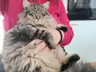 catbellies
