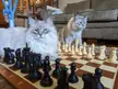 You Would Think Siberians Would Be Good At Chess