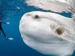 🔥 Mola Mola are stunning creatures