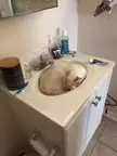 Purrfect fit