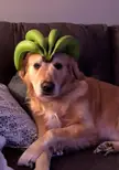 Considered as a hat? 